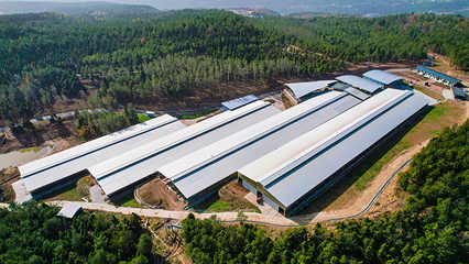 綠色引擎驅(qū)動(dòng)鄉(xiāng)村蝶變——昭化區(qū)探索生態(tài)材料銷售與鄉(xiāng)村振興融合新路徑